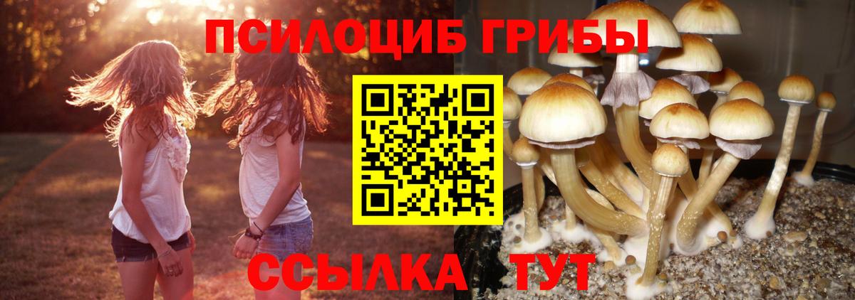 Галлюциногенные грибы Psilocybe Сочи